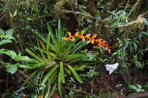 Guzmania multiflora