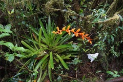 Guzmania multiflora