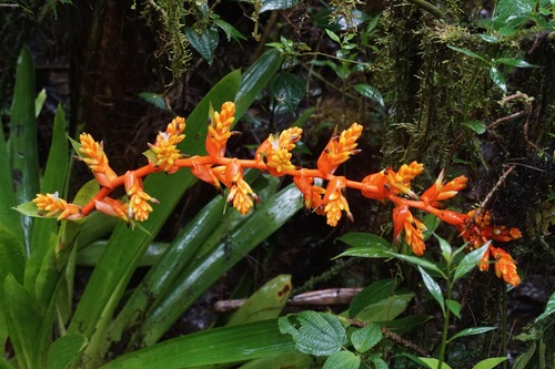 Guzmania multiflora, photograph 1