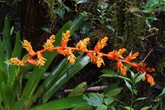 Guzmania multiflora, photograph (c) Connor Connolly-Moyls, some rights reserved (CC BY)