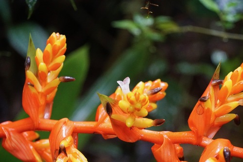 Guzmania multiflora, photograph 2