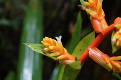 Guzmania multiflora, photograph (c) Connor Connolly-Moyls, some rights reserved (CC BY)