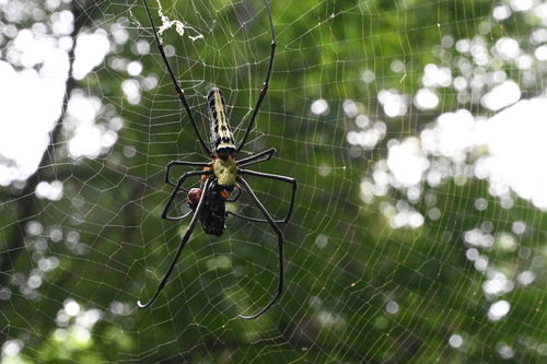 Giant Golden Orbweaver