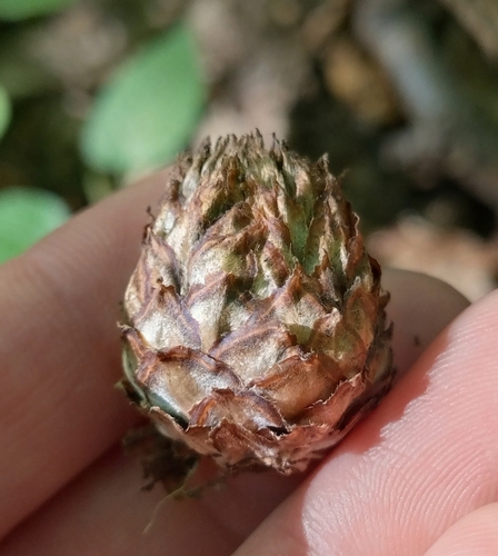 Oak Artichoke Gall Wasp