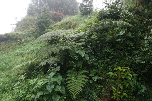 Lophosoria quadripinnata, photograph 4