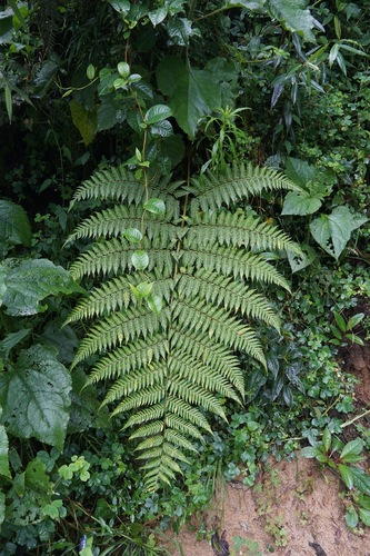 Lophosoria quadripinnata, photograph 3