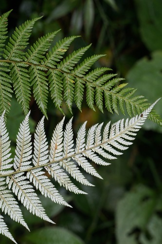 Lophosoria quadripinnata, photograph 1