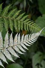 Lophosoria quadripinnata, photograph (c) Connor Connolly-Moyls, some rights reserved (CC BY)