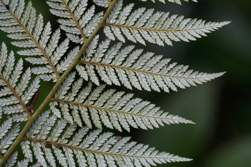 Lophosoria quadripinnata