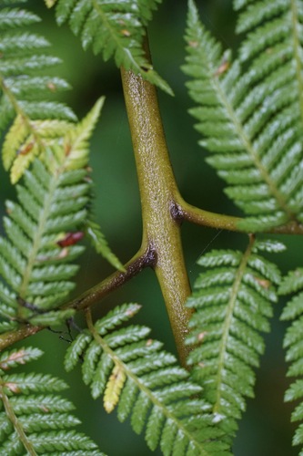Lophosoria quadripinnata, photograph 2