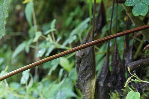 Lophosoria quadripinnata, photograph 5