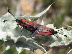 Zygaena sarpedon