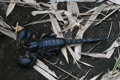 Laotian Giant Scorpion