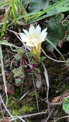 Gentiana scabrida