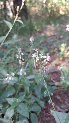enchanter's-nightshade