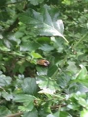 Dendroxena quadrimaculata