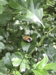 Dendroxena quadrimaculata