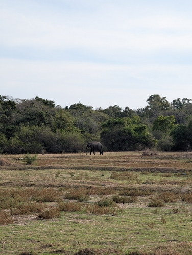 Asian Elephant