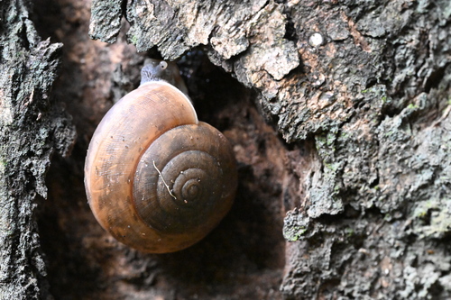 Siamese Common Snail