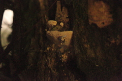 Keroplatus testaceus