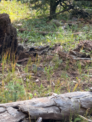 Dark-eyed Junco