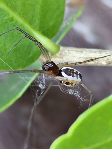 Frontinellina frutetorum