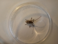 Mesosa nebulosa