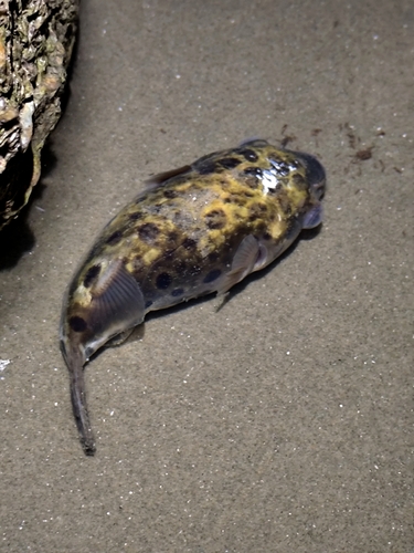 Green Spotted Puffer