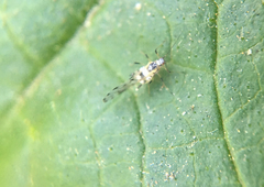 Eucarazzia elegans