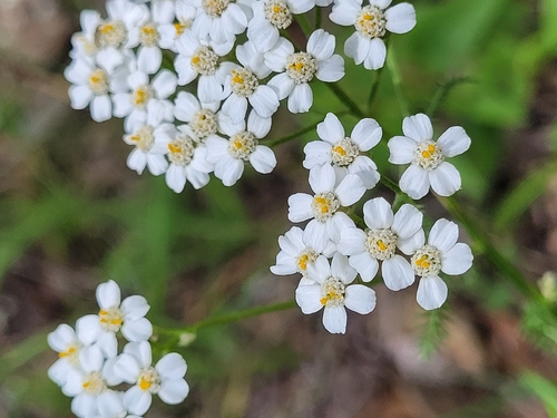 common yarrow