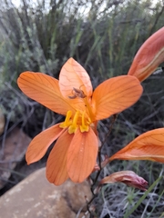 Tritonia securigera