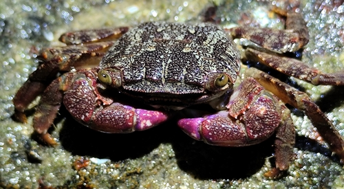 Metopograpsus quadridentatus