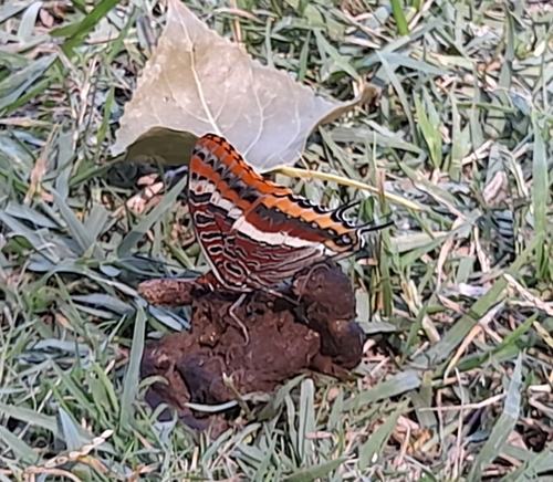 Two-tailed Pasha