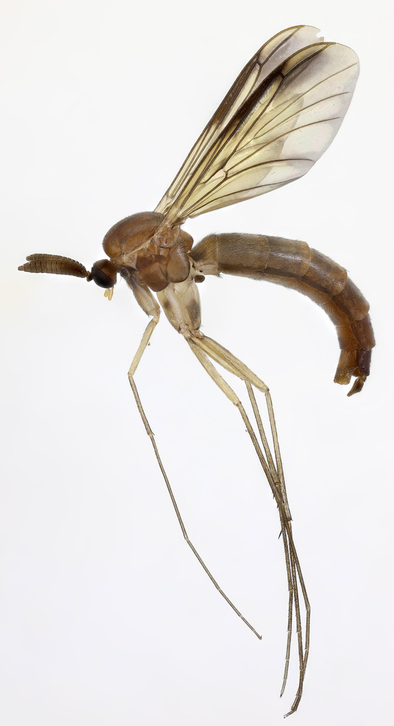 Keroplatus testaceus