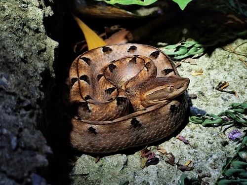 Malayan Pit Viper