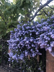Ceanothus
