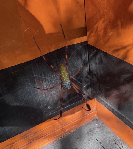 Golden Silk Spider