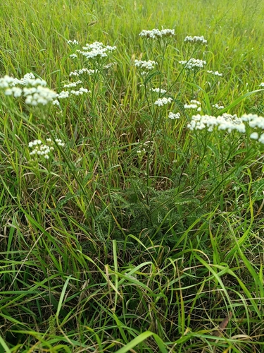 common yarrow