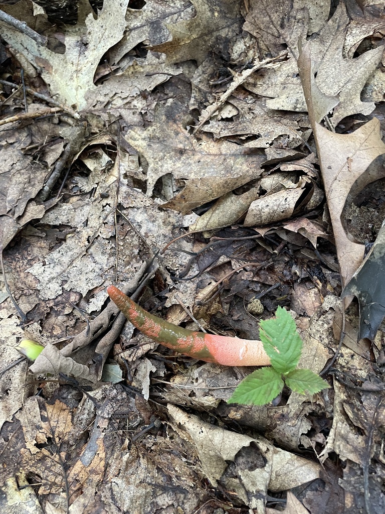 devil's dipstick · September 2026 · photo: Photo: (c) Leyla, some rights reserved (CC BY) · iNaturalist