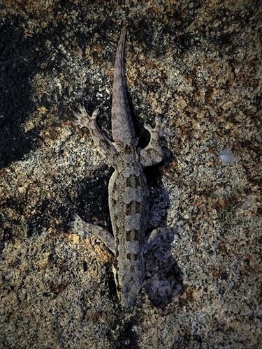 Flat-tailed House Gecko