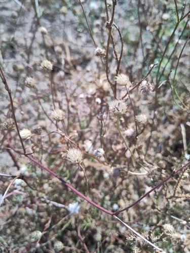 Cephalaria transsylvanica, photograph 3