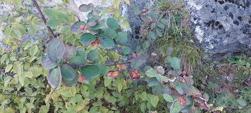 Amelanchier ovalis, photograph 4