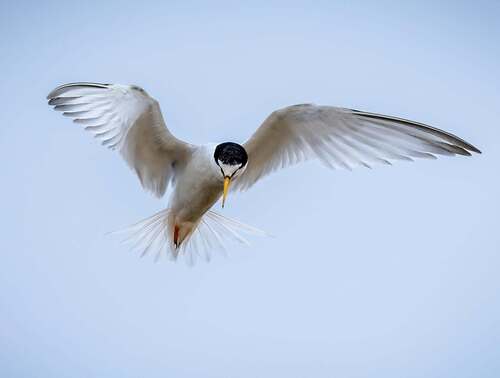 iNaturalist image