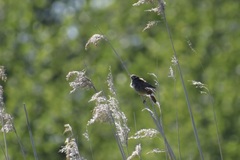 Acrocephalus schoenobaenus