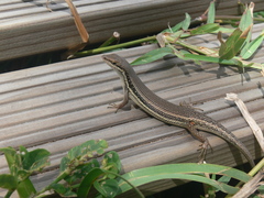 Trachylepis depressa
