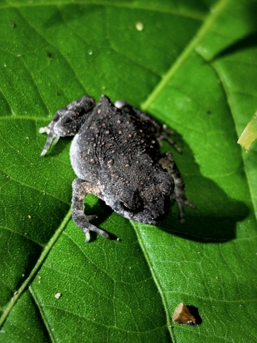Asian Common Toad