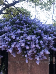 Ceanothus