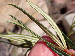 Searsia rosmarinifolia, photograph (c) Nicola van Berkel, some rights reserved (CC BY-SA)