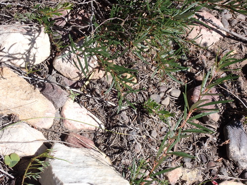 Searsia rosmarinifolia, photograph 1
