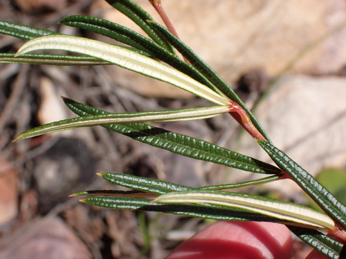 Searsia rosmarinifolia